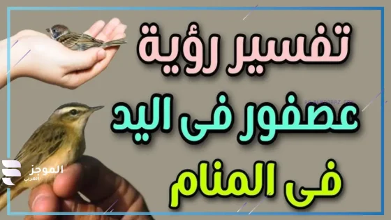 تفسير حلم العصفور في اليد للعزباء والمتزوجة لابن سيرين